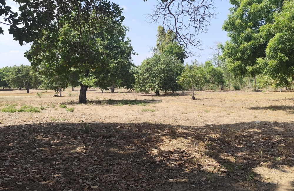 TaliaProperties Lands